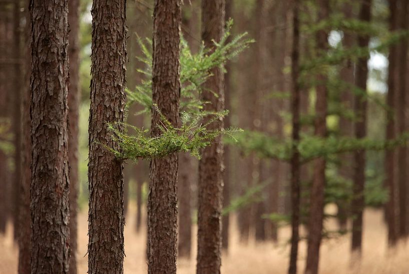 In het dennenbos van Frank Smedts