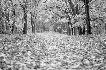 Autumn Forest Lane avec des feuilles mortes en noir et blanc sur John Quendag