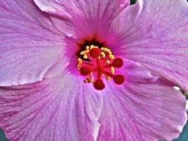 hibiscus van fantasina