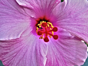 hibiskus