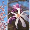 Collage - Fleur de magnolia et fleurs de cerisier sur SusaZoom