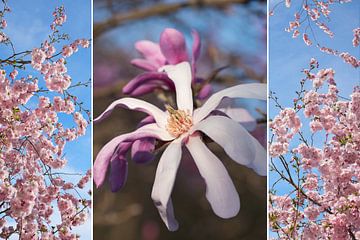 Collage - Magnoliabloesem en kersenbloesem van SusaZoom