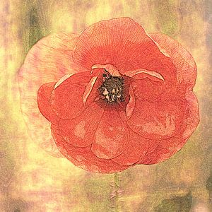 rote Mohnblume (bearbeitet)