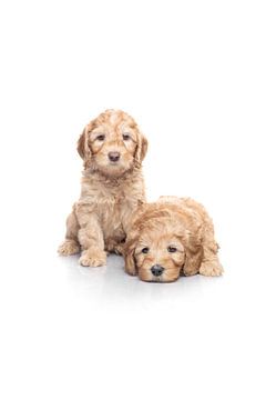 Labradoodle puppy dogs on white background by Ellen Van Loon
