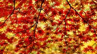 Herfst bladeren van Margaretha Gerritsen thumbnail