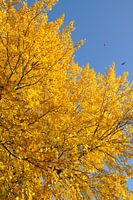 diadème d'automne en or