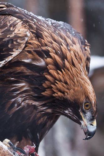 Vreselijke adelaar met een grote snavel van dichtbij. Grote boze vogel.