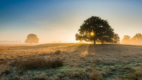 Strabrechtse Heide 279