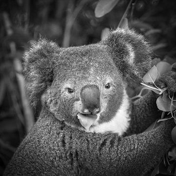 Koala frisst Blatt
