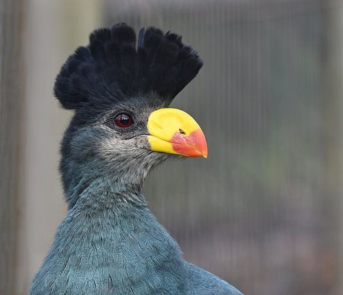 Majestätischer Großkurasau in Nahaufnahme von Jose Lok