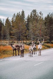 Rentiere auf der Straße in Schwedens Wildnis | Reisefoto von Expeditie Aardbol