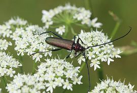 muskusbok van Matthias Brix