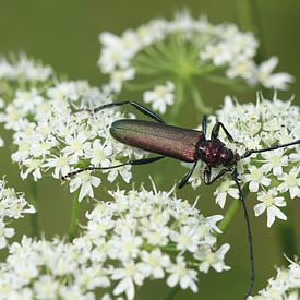 Moschusbock von Matthias Brix