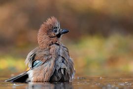 Bad hair day van Sandra Raangs