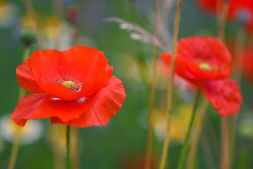 Coquelicot dans un champ de fleurs sauvages par Jessica Berendsen