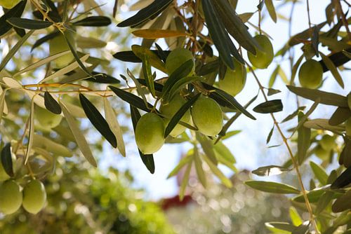 La lumière du soleil à travers les branches d'olivier – Grèce