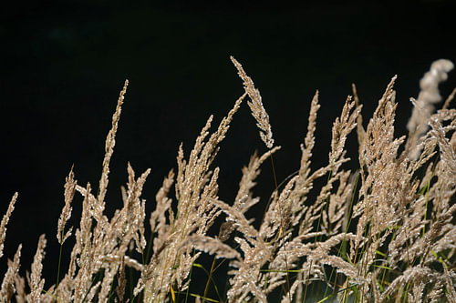 Am Rande des dunklen Waldes schimmern goldene Herbstgräser.