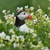 Papegaaiduiker van Menno Schaefer