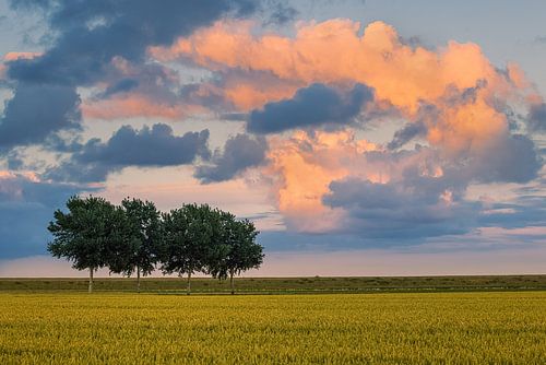 Zomeravond in de Johannes Kerkhovenpolder