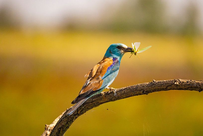 The Roller, Coracias garrulus by Gert Hilbink