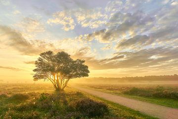 Zonsopkomst op de paarse hei van Ad Jekel