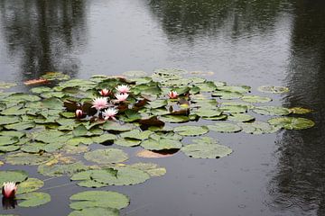 Waterlelies op een vijver in de regen van Retrotimes