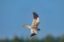 Le busard cendré est un oiseau très gracieux qui passe ici en vol plané à Groningue.