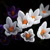 Crocus avec gouttes de rosée. sur Photographie de Justin Sinner (Photographe à Texel)
