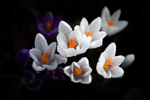 Krokussen met dauwdruppels. van Justin Sinner Pictures ( Fotograaf op Texel)