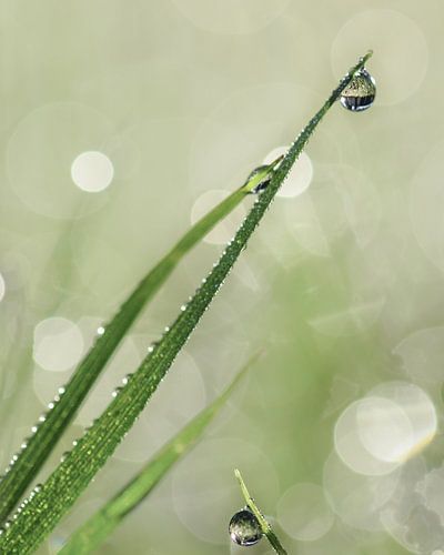 grass with dew