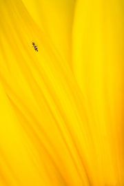Insecte sur tournesol