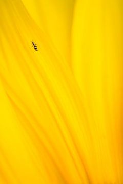 Insect op zonnebloem