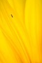 Insekt auf Sonnenblume von Luuk Belgers Miniaturansicht