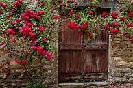 Rosen und alte Tür in Mombaldone von Daan Kloeg Miniaturansicht