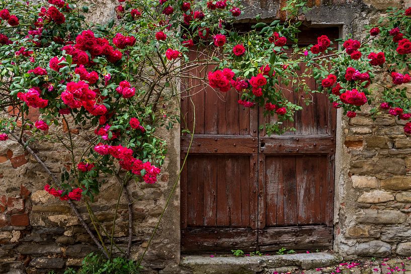 Rosen und alte Tür in Mombaldone von Daan Kloeg