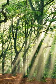 Heeze 28 von Deshamer