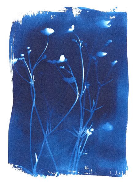 Hahnenfuß-Cyanotypie von Karin van der Vegt