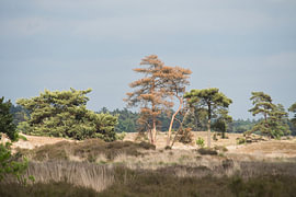 Übergang von Heide zu Wald in den Drunener Dünen