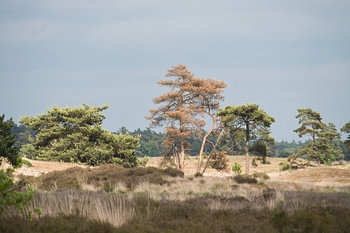 Overgang van heide naar bos in de Drunense Duinen