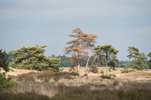 Übergang von Heide zu Wald in den Drunener Dünen