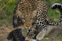 Luipaard in het South Luangwa NP Zambia