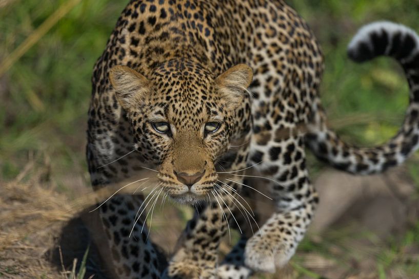 Luipaard in het South Luangwa NP Zambia von Peter Gooris