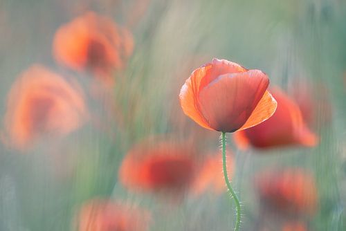 Mohnblumen Bokeh Schärfe Tiefe Foto