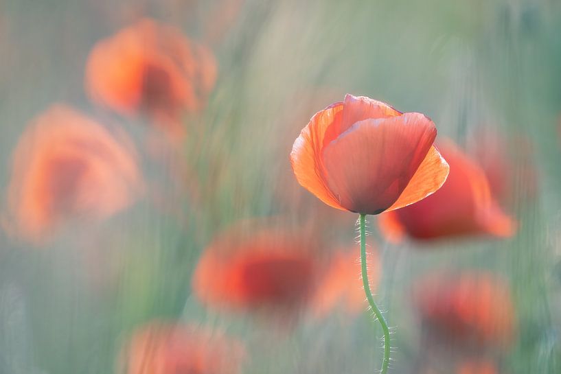 Mohnblumen Bokeh Schärfe Tiefe Foto von Margreet Riedstra