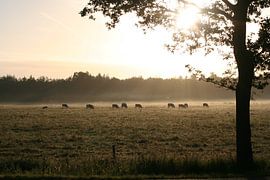 Zonnestralen schijnen op grazende koeien by Saskia van den Berg Fotografie