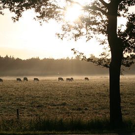 Zonnestralen schijnen op grazende koeien sur Saskia van den Berg Fotografie