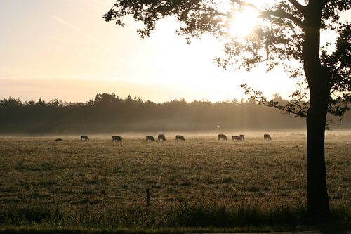Zonnestralen schijnen op grazende koeien