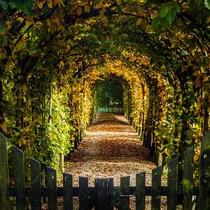Herfst doorkijk