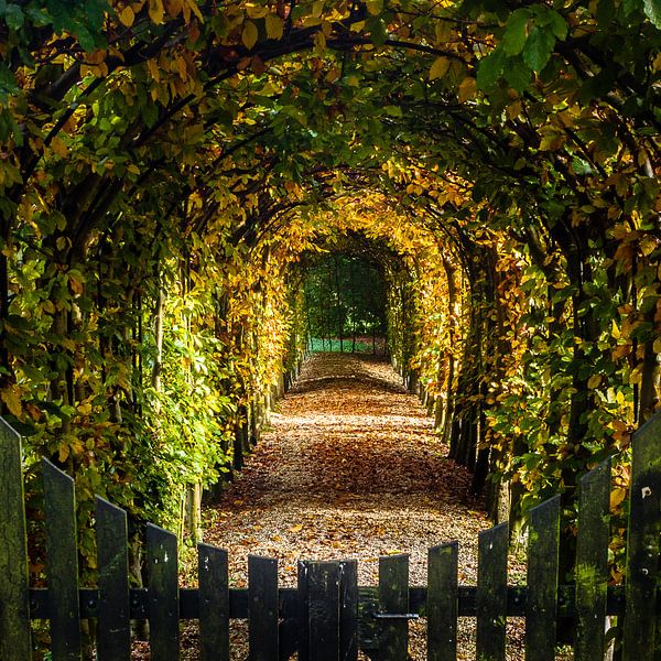 Herfst doorkijk by Irene Vroon