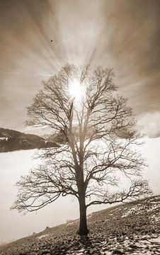 Baum im Nebel von Christa Kramer